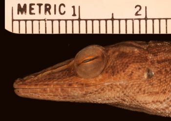 Media type: image;   Herpetology R-172056